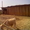 Продается животноводческая ферма 30 км от Астрахани - Изображение #6, Объявление #118303