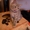 Котята породы скоттиш страйт - Изображение #6, Объявление #432644