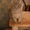 Котята породы скоттиш страйт - Изображение #1, Объявление #432644