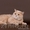 Котята породы скоттиш страйт - Изображение #3, Объявление #432644