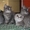 Котята породы скоттиш страйт - Изображение #4, Объявление #432644