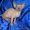 Продаются котята канадского сфинкса, голые кошки, лысые кошки - Изображение #1, Объявление #448696