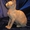 Продаются котята канадского сфинкса, голые кошки, лысые кошки - Изображение #5, Объявление #448696