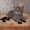 Котята породы скоттиш страйт - Изображение #7, Объявление #432644