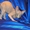 Котята канадского сфинкса разных окрасов и возрастов. - Изображение #6, Объявление #467485
