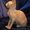Котята канадского сфинкса разных окрасов и возрастов. - Изображение #2, Объявление #467485