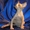 Котята канадского сфинкса разных окрасов и возрастов. - Изображение #3, Объявление #467485