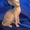 Котята канадского сфинкса разных окрасов и возрастов. - Изображение #7, Объявление #467485