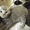Британские котята короткошерстные - Изображение #2, Объявление #588787