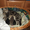 Британские котята короткошерстные - Изображение #1, Объявление #588787