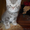 Британские  короткошерстные котята - Изображение #1, Объявление #610015
