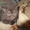Британские  короткошерстные котята - Изображение #2, Объявление #610015
