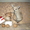   продаются щенки чихуахуа - Изображение #1, Объявление #659004
