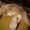 Сиамскиий (тайский) котенок - Изображение #2, Объявление #705268