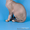 Чистокровные канадские сфинксы; голые, беcшерстные котята - Изображение #1, Объявление #838832