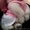Продам щенков померанского миниатюрного шпица - Изображение #2, Объявление #1109732