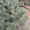Продаю елки (сосны) новогодние  оптом - Изображение #3, Объявление #1155439