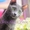 Iris Sheer Love - русский голубой котенок от Чемпиона Мира WCF в Краснодаре