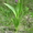 Семена дикорастущих трав - Изображение #5, Объявление #1558105