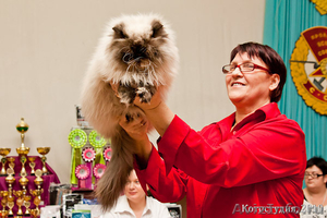 Международная выставка кошек (МФА) 1-2 мая г.Астрахань - Изображение #1, Объявление #215201