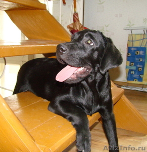 Черный щенок - девочка лабрадора - ретривера - Изображение #2, Объявление #308198