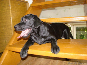 Черный щенок - девочка лабрадора - ретривера - Изображение #1, Объявление #308198