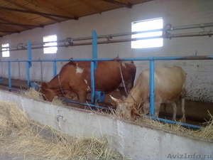 Продается животноводческая ферма 30 км от Астрахани - Изображение #4, Объявление #118303