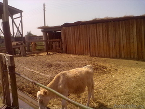 Продается животноводческая ферма 30 км от Астрахани - Изображение #6, Объявление #118303