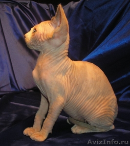Продаются котята канадского сфинкса, голые кошки, лысые кошки - Изображение #5, Объявление #448696