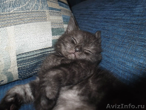 Британские  короткошерстные котята - Изображение #3, Объявление #610015