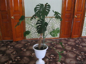 Комнатное растение в  горшке - Изображение #1, Объявление #660029