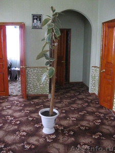 Комнатный фикус растение  - Изображение #1, Объявление #660040