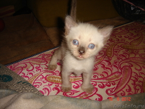 Сиамскиий (тайский) котенок - Изображение #1, Объявление #705268
