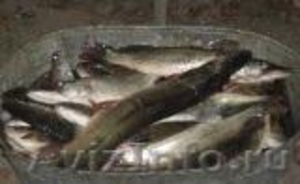 Рыбалка, охота, отдых в Дельте Волги под Астраханью (частный сектор). - Изображение #6, Объявление #813852