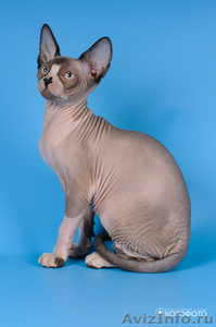 Чистокровные канадские сфинксы; голые, беcшерстные котята - Изображение #1, Объявление #838832