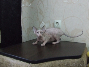 Чистокровные канадские сфинксы; голые, беcшерстные котята - Изображение #6, Объявление #838832