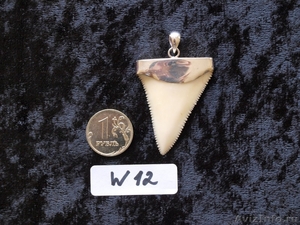 Кулоны с натуральным зубом акулы в подвесе из серебра 925 пробы - Изображение #1, Объявление #982798