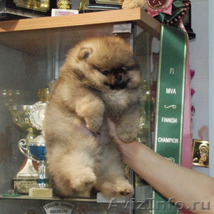 Продам щенков померанского миниатюрного шпица - Изображение #1, Объявление #1109732