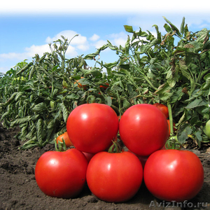 Семена Китано. Предлагаем купить семена томата KS 829 F1 - Изображение #1, Объявление #1214336