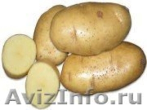 продам семенной картофель из Белоруссии в Астрахани - Изображение #2, Объявление #1315243