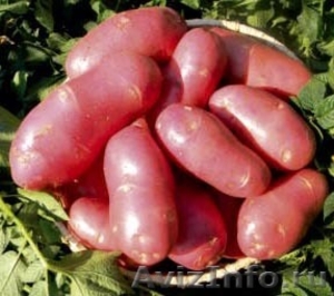 продам семенной картофель из Белоруссии в Астрахани - Изображение #1, Объявление #1315243