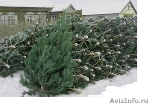 Продаю оптом живые новогодние ёлки в Астрахани - Изображение #3, Объявление #1346241