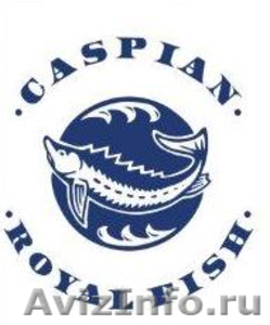 Осетровая ферма ТОО «Caspian Royal Fish» продаст свежую рыбу Стерлядь - Изображение #1, Объявление #1399472